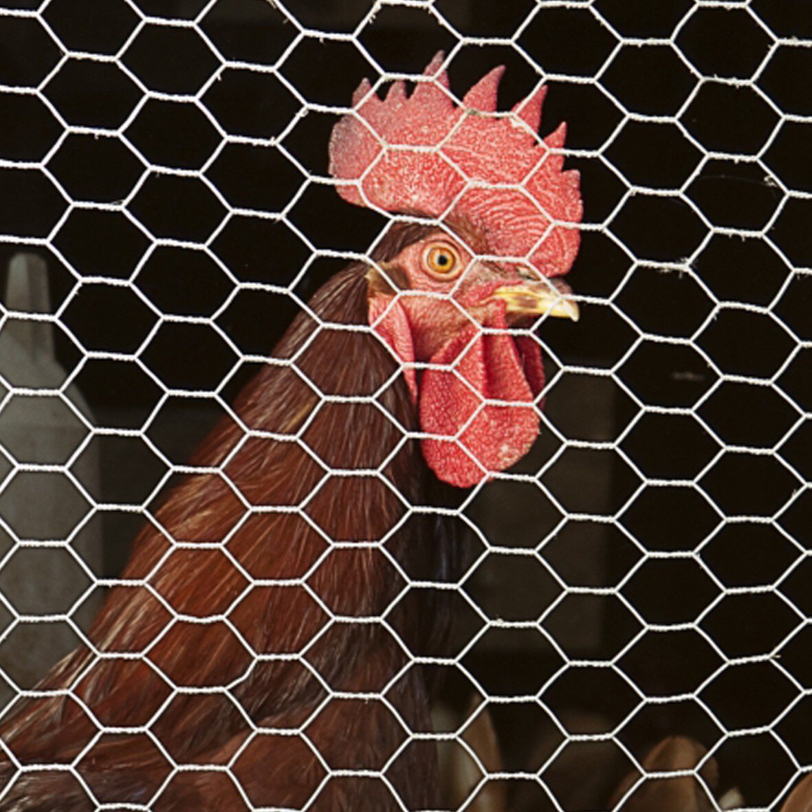 Rollo malla gallinera Rivisa triple torsion 50m 25x0.80mm